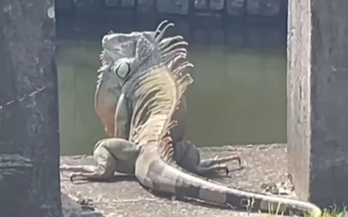 Con 'quái thú' khổng lồ ngồi chễm chệ trên phố, cảnh tượng khiến người dân xôn xao