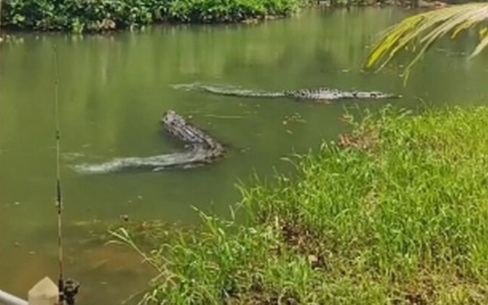 Đoạn clip cá sấu khổng lồ bơi lềnh bềnh trong ao một ngôi chùa gây xôn xao