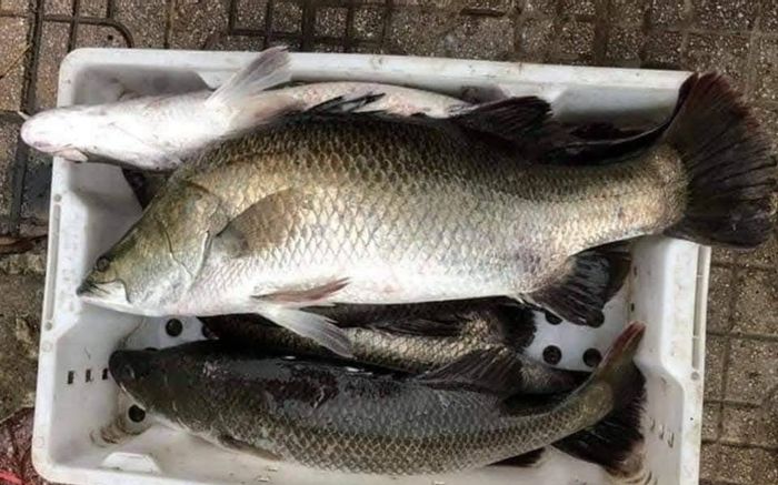 5 loại cá rất ít xương lại nhiều dinh dưỡng, được khen tốt nhất thế giới