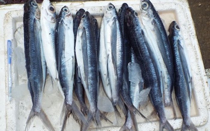 Loại cá gắn với tuổi thơ người miền Trung, bây giờ muốn mua phải đi chợ thật sớm