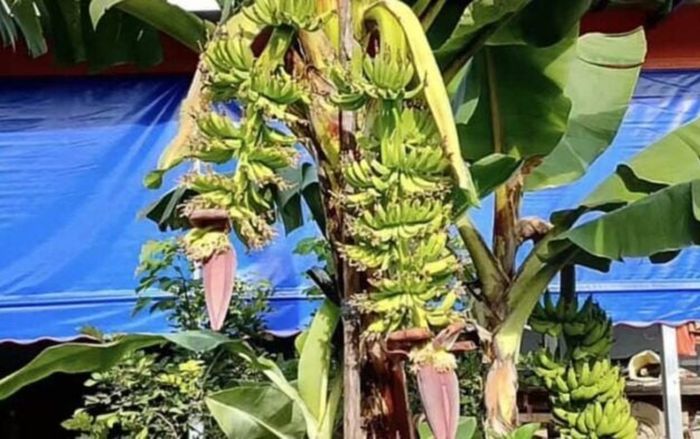 Cây chuối có hiện tượng lạ, người dân đổ xô đến cầu may được đổi đời