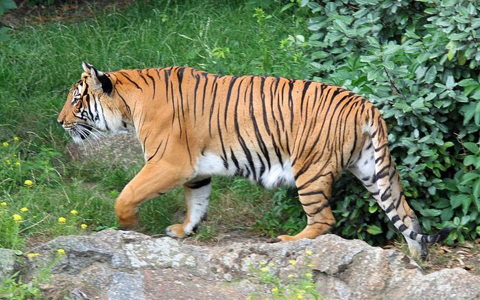 Rộ tin hổ xuất hiện ở Phú Thọ, chính quyền địa phương nói gì?