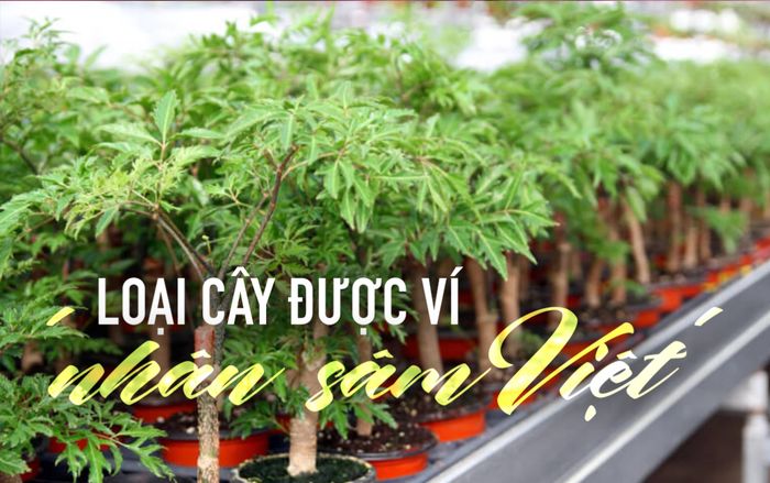 Loại cây dân dã được ví như 'nhân sâm Việt', nhưng không phải ai cũng biết cách trồng để hưởng lộc