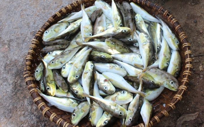 Loại cá có độc tố chết người được Sở Y tế Lâm Đồng khuyến cáo tuyệt đối không ăn