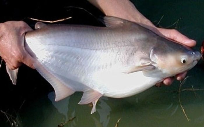 Loại cá sông từng bị chê vì nhiều mỡ, nay là đặc sản miền Tây kho béo ngậy ăn 2 chén cơm còn thèm