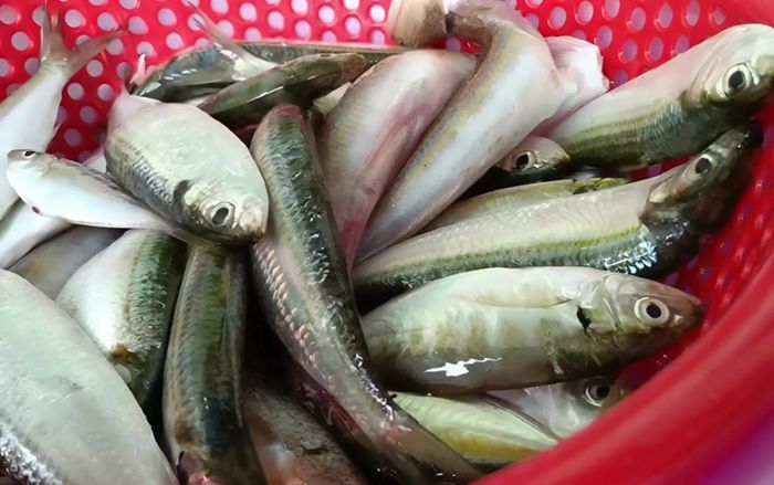 2 phần 'bẩn nhất' của cá nhiều người ăn mà không biết, phải làm sạch để loại ổ vi khuẩn