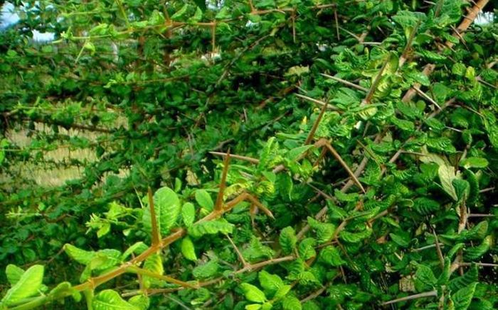 Loại lá cây mọc dại ở bờ rào được chế biến thành món ăn tươi mát ai cũng thích