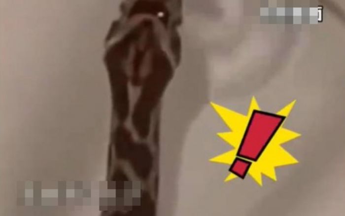 Đi vệ sinh vào ban đêm, người phụ nữ hốt hoảng lao ra khỏi phòng tắm vì bị một con vật 'tấn công'