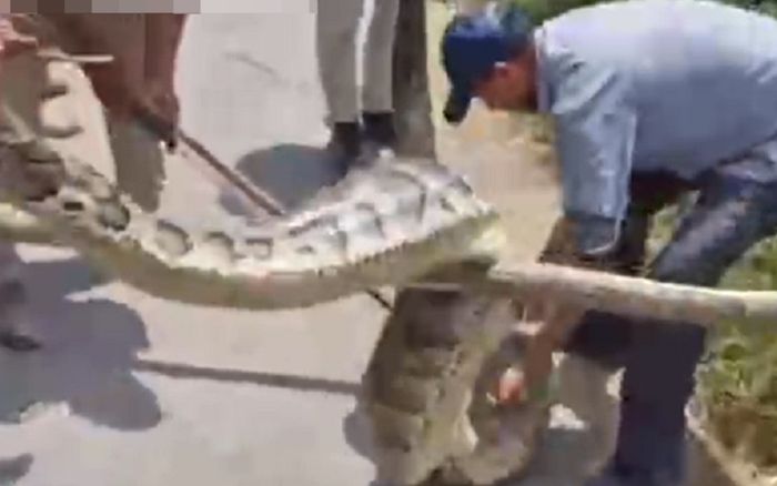 Đang làm ruộng thì thấy con 'quái vật' khổng lồ hơn 120 ký, người dân lập tức vây bắt