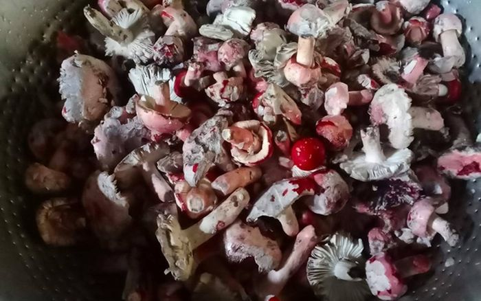 Loại nấm chỉ hái được vào ban đêm, giá 2 triệu/kg nhưng không có hàng để bán