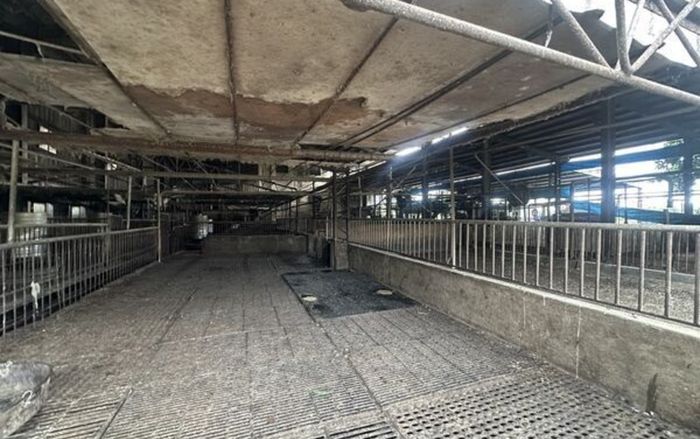 195 con heo bị tiêu hủy trong đêm gây xôn xao