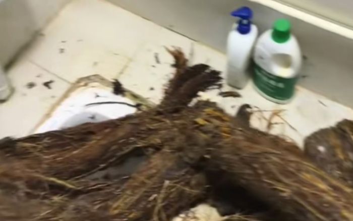 Ống thoát nước bị tắc nghẽn, chủ nhà hoảng hốt sau khi phát hiện thứ mắc kẹt bên trong