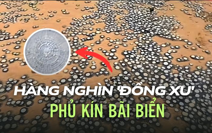 Hàng nghìn 'đồng xu' phủ kín bãi biển khiến du khách xôn xao, chuyên gia cảnh báo không được chạm vào