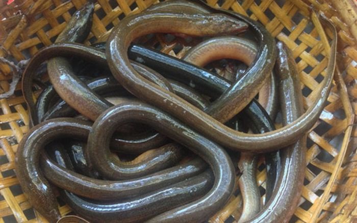 Loài vật rúc dưới bùn mới nhìn dễ khiếp vía là món đặc sản miền Tây, thịt béo mềm ăn mê tít