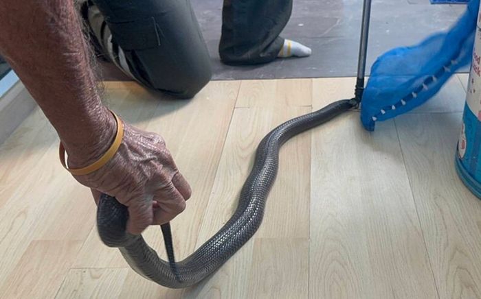 Bị rắn hổ mang cắn, cháu trai gọi điện cho bà ngoại rồi qua đời ngay sau đó