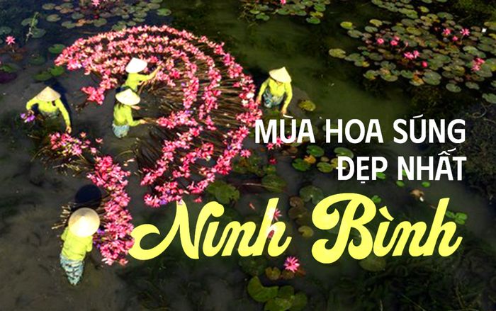 Ninh Bình đang vào mùa hoa súng đẹp nhất trong năm