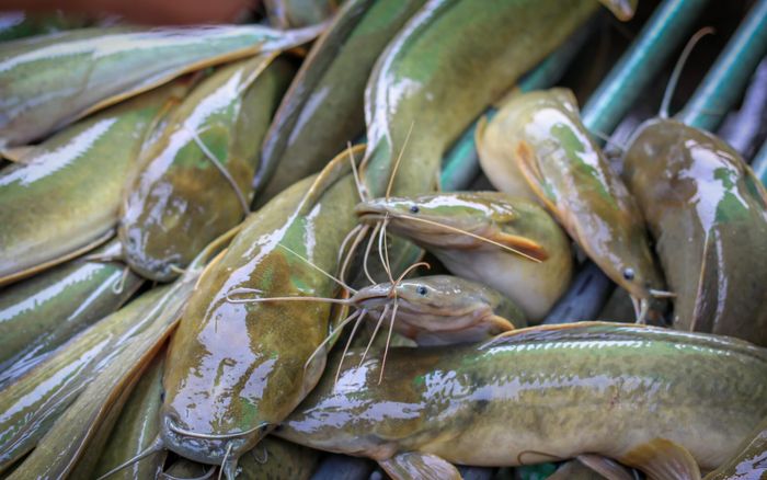 Loại cá ngon – bổ – rẻ người Việt mua mỗi ngày, hóa ra là ổ chứa thủy ngân độc hại