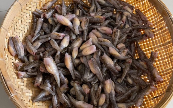 Loại cá bé bằng ngón tay nhưng bụng đầy trứng, là đặc sản miền Tây ăn béo bùi mà không ngán