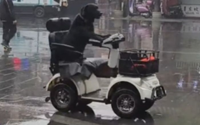 Xôn xao con chó tự lái xe điện trên phố, người xung quanh choáng váng: 'Tôi có nhìn nhầm không?'