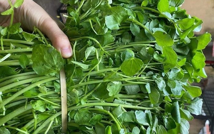 Chuyên gia Mỹ đánh giá một loại rau tốt nhất thế giới, ở Việt Nam bán rất rẻ lại nấu nhiều món ngon