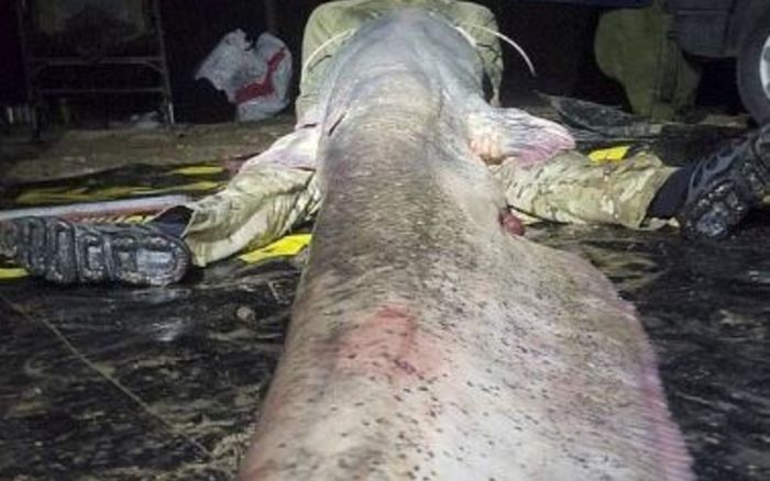 Đi câu cá với bạn, người đàn ông bắt được con 'thủy quái' khổng lồ, cân nặng khó tin