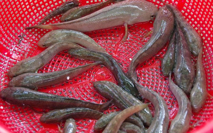 Loại cá suối là đặc sản An Giang dễ nhầm cá lóc con, có tiền chưa chắc ăn được vì lý do đặc biệt