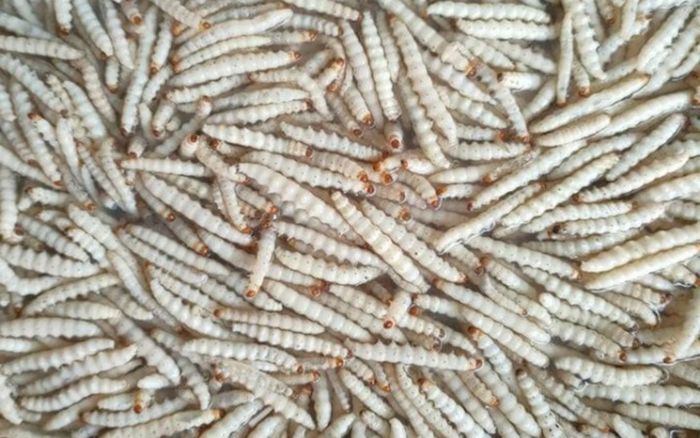 Loài sâu đặc sản ở Gia Lai, khách quý lắm mời được mời ăn