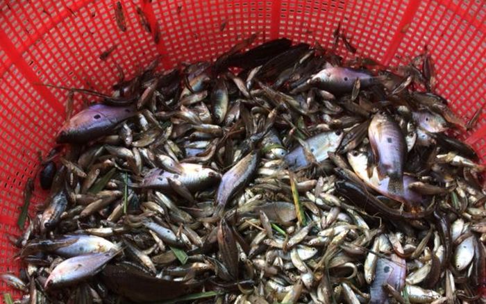 Loại cá bé tí chạy hàng đàn bị chê rẻ bèo ở miền Tây, nay thành đặc sản kho tiêu ăn ngon mê tít