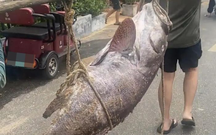 Ngư dân bắt được con cá cực quý hiếm nặng 160kg, cả làng chài xôn xao