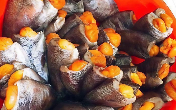 Loại cá bụng đầy trứng vàng ươm là đặc sản miền Tây, phơi khô trộn gỏi xoài ăn ngon quên lối về