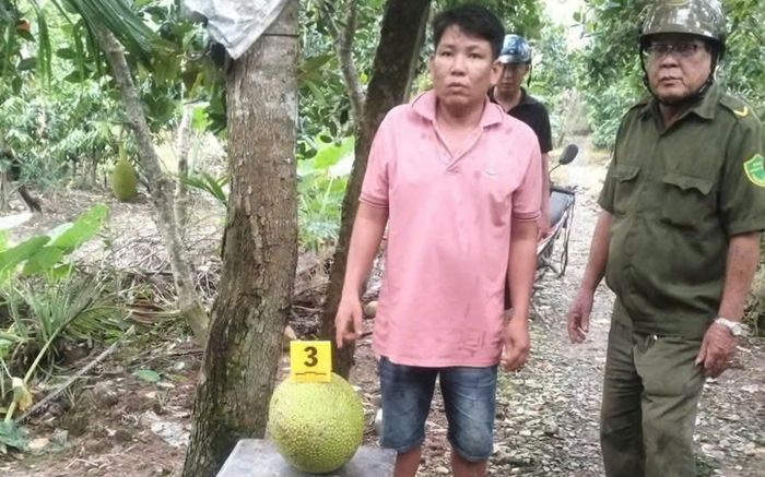 Bị khởi tố vì hái trộm 2 quả mít