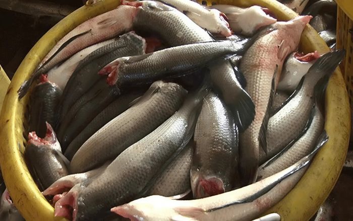 Loại cá đồng là đặc sản miền Tây, thịt dai săn chắc, phơi thành khô ăn với cơm nóng là 'hết sảy'