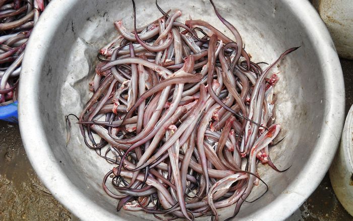 Loại cá từng bị 'ghẻ lạnh', nay lại trở thành đặc sản đắt đỏ ở thành phố