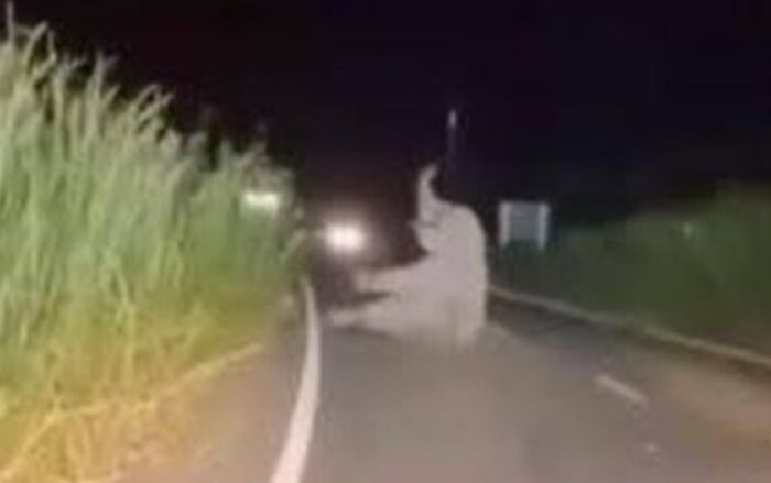 Xe cứu thương tông trúng 'vị khách khổng lồ' trong đêm, 3 người nhập viện khẩn cấp