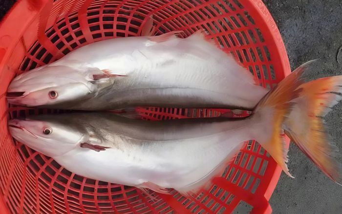 Loại cá dễ nhầm cá tra là đặc sản miền Tây, bụng nhiều mỡ mà ăn không ngán, kho tiêu ngon hết sảy