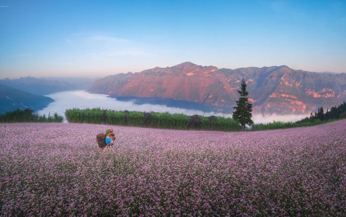 Du lịch mùa hoa: Hành trình khám phá sắc màu thiên nhiên Việt