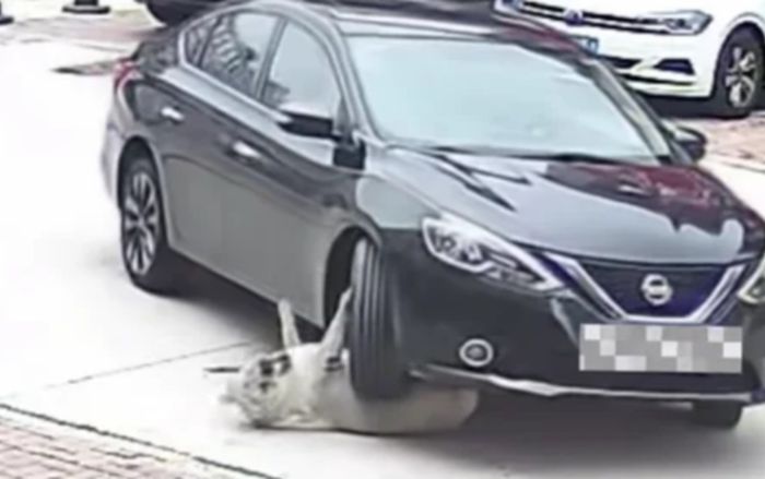 Con chó bị xe hơi cán qua người nhưng không hề hấn gì vì... quá béo