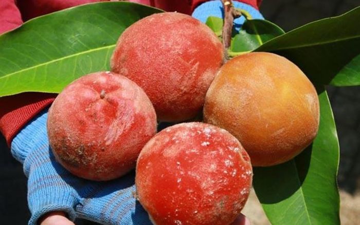 4 loại quả là đặc sản nức tiếng ở miền Tây, ra miền Bắc lại là hàng hiếm