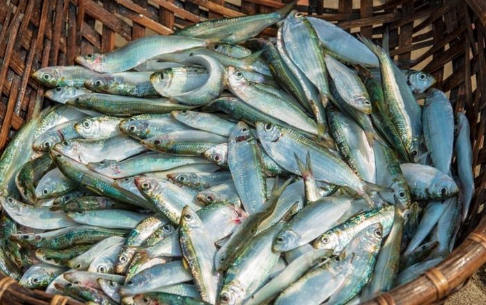 Chuyên gia cảnh báo: 5 món tưởng bổ nhưng 'kỵ' với cá, ăn sai dễ rước bệnh vào người