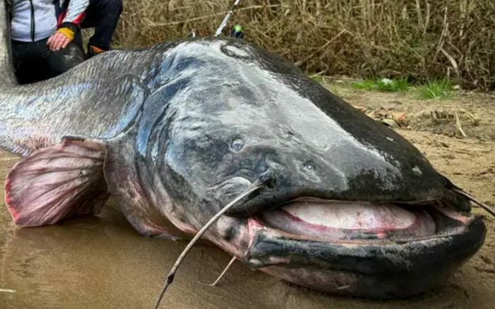 Nhóm bạn đi câu bắt được con 'quái vật nước', kích thước và trọng lượng gây choáng