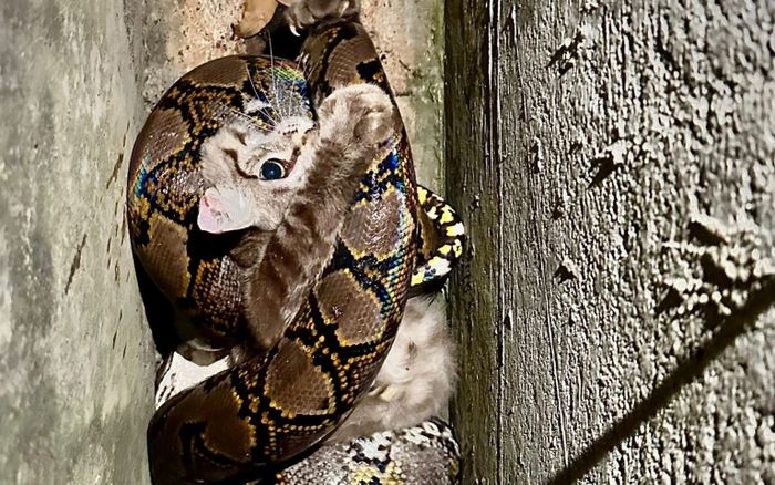 Thấy mèo hoang bị con trăn khổng lồ siết chặt, người đàn ông có hành động gây tranh cãi