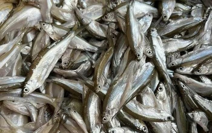 Loại cá từ 'món dành cho lợn' đến đặc sản được săn lùng