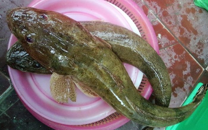 Loại cá biển bị chê vì 'nhìn phát sợ', giờ là đặc sản miền Trung được săn lùng, ăn ngon như thịt gà