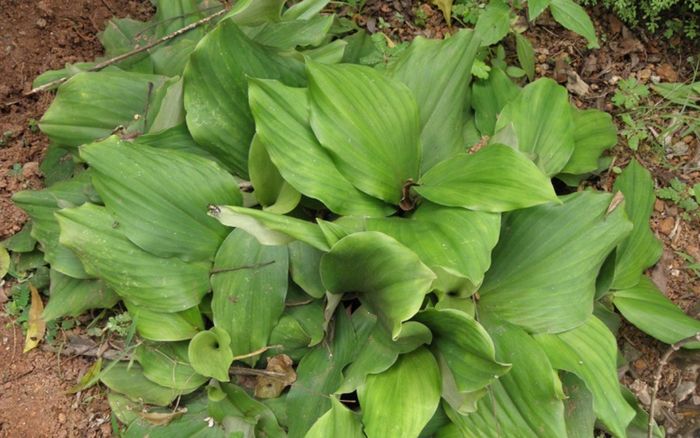 Loài cây mọc hoang ở Việt Nam, hóa ra là vị thuốc quý