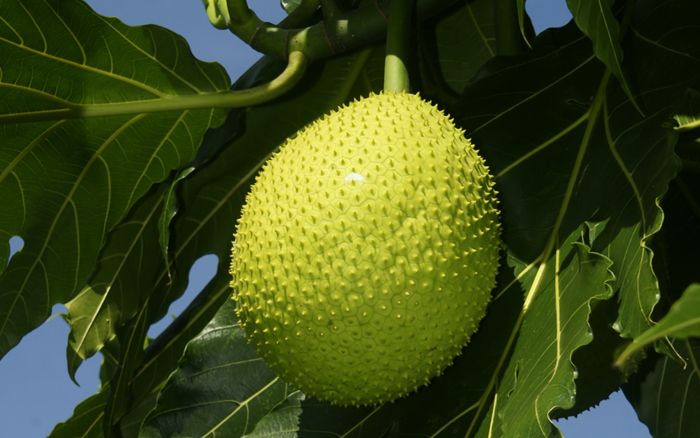 Loại quả ăn có vị như 'bánh mì nướng', ai từng ăn qua một lần cũng nhớ mãi