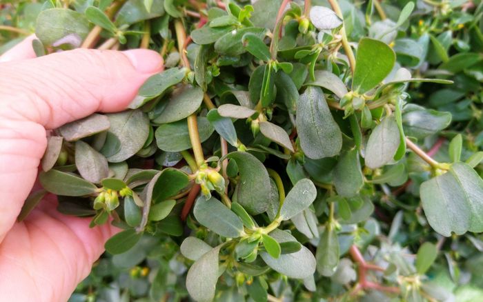 5 loại rau phải chần qua nước sôi, nếu không sẽ 'đầu độc' cơ thể mỗi ngày