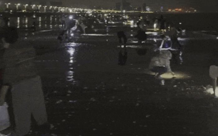 Sau bão lớn, người dân mang bao tải ra bãi biển bắt hải sản 'khủng'