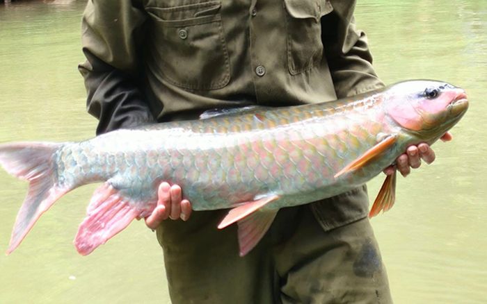 Loại cá dễ nhầm là cá chép, nuôi 3 năm mới bán được, giá nửa triệu vẫn được săn lùng