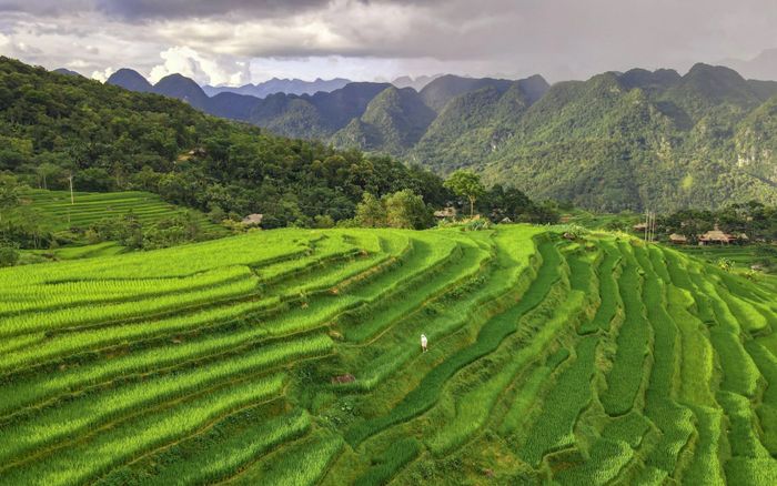 Ngắm những ruộng bậc thang đẹp nhất tại Việt Nam và thế giới