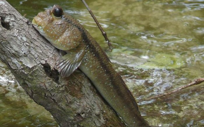 Độc đáo loài cá ở miền Tây biết leo cây, sống nửa trên bờ nửa dưới nước